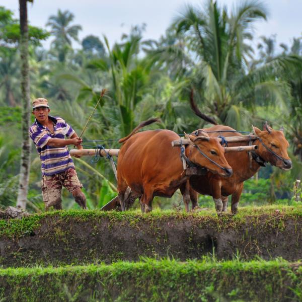 由于对口蹄疫的担忧，巴厘岛农民购买了牲畜保险